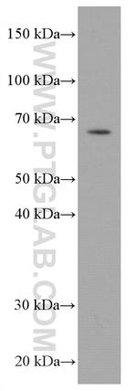 RABEP2 Antibody in Western Blot (WB)
