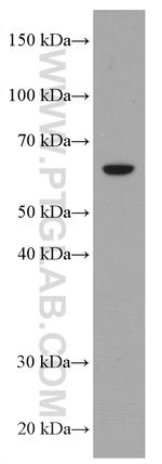 RABEP2 Antibody in Western Blot (WB)