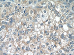 RABEP2 Antibody in Immunohistochemistry (Paraffin) (IHC (P))