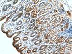 Gastrokine 1 Antibody in Immunohistochemistry (Paraffin) (IHC (P))