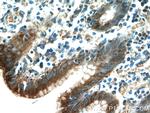 Gastrokine 1 Antibody in Immunohistochemistry (Paraffin) (IHC (P))