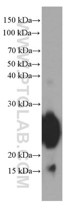 Gastrokine 1 Antibody in Western Blot (WB)