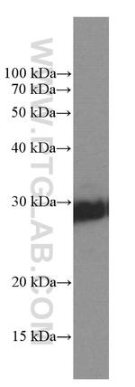 KCNIP4 Antibody in Western Blot (WB)