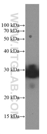KCNIP4 Antibody in Western Blot (WB)