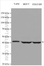 NR1H3 Antibody in Western Blot (WB)