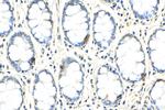 Chromogranin A Antibody in Immunohistochemistry (Paraffin) (IHC (P))