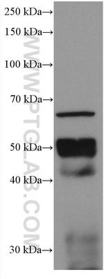 Chromogranin A Antibody in Western Blot (WB)