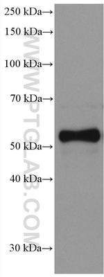 Chromogranin A Antibody in Western Blot (WB)