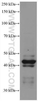 Chromogranin A Antibody in Western Blot (WB)