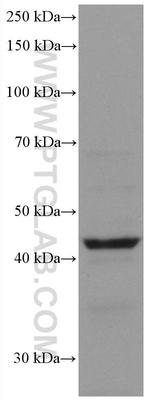 Chromogranin A Antibody in Western Blot (WB)