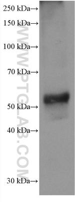 Chromogranin A Antibody in Western Blot (WB)