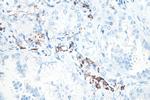 CD206 Antibody in Immunohistochemistry (Paraffin) (IHC (P))