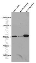 CUL4B Antibody in Western Blot (WB)