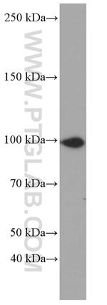 CUL4B Antibody in Western Blot (WB)