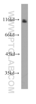 CUL4B Antibody in Western Blot (WB)