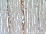 AMOT Antibody in Immunohistochemistry (Paraffin) (IHC (P))