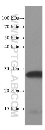 SNAP25 Antibody in Western Blot (WB)