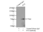 FUS/TLS Antibody in Immunoprecipitation (IP)