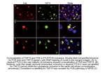 FUS/TLS Antibody in Immunocytochemistry (ICC/IF)