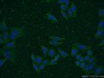 PCMT1 Antibody in Immunocytochemistry (ICC/IF)