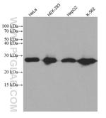 PCMT1 Antibody in Western Blot (WB)