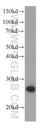 PCMT1 Antibody in Western Blot (WB)