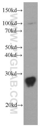 PCMT1 Antibody in Western Blot (WB)