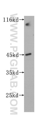CKM Antibody in Western Blot (WB)