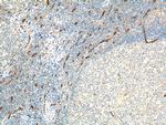CD34 Antibody in Immunohistochemistry (Paraffin) (IHC (P))