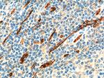 CD34 Antibody in Immunohistochemistry (Paraffin) (IHC (P))