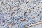 CD34 Antibody in Immunohistochemistry (Paraffin) (IHC (P))