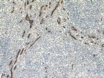 CD34 Antibody in Immunohistochemistry (Paraffin) (IHC (P))