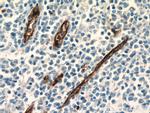 CD34 Antibody in Immunohistochemistry (Paraffin) (IHC (P))
