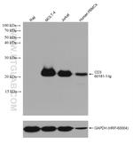 CD3 Antibody in Western Blot (WB)