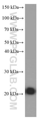 CD3 Antibody in Western Blot (WB)