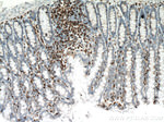 CD3 Antibody in Immunohistochemistry (Paraffin) (IHC (P))