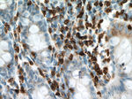 CD3 Antibody in Immunohistochemistry (Paraffin) (IHC (P))