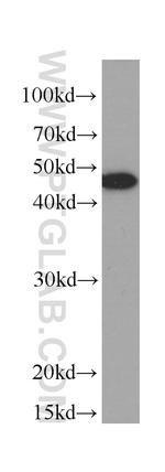 Cytokeratin 19 Antibody in Western Blot (WB)