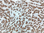 Cytokeratin 19 Antibody in Immunohistochemistry (Paraffin) (IHC (P))