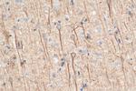 NF-L Antibody in Immunohistochemistry (Paraffin) (IHC (P))
