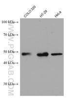 PPARD Antibody in Western Blot (WB)