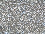 TMEM70 Antibody in Immunohistochemistry (Paraffin) (IHC (P))