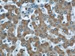 TMEM70 Antibody in Immunohistochemistry (Paraffin) (IHC (P))