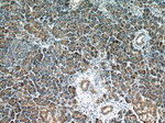 TMEM70 Antibody in Immunohistochemistry (Paraffin) (IHC (P))