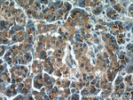 TMEM70 Antibody in Immunohistochemistry (Paraffin) (IHC (P))
