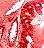 GAPDH Antibody in Immunohistochemistry (PFA fixed) (IHC (PFA))