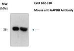 GAPDH Antibody in Western Blot (WB)
