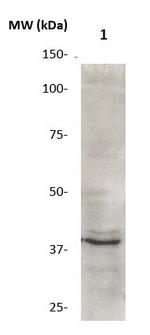 GAPDH Antibody in Western Blot (WB)
