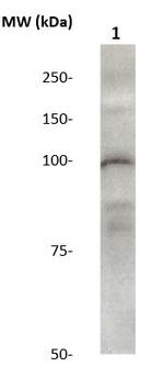 Phospho-Catenin-Delta1 (Tyr280) Antibody in Western Blot (WB)