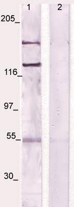 CSF-1R Antibody in Western Blot (WB)
